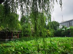 -莲湖公园