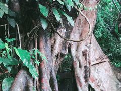 -呀诺达热带雨林