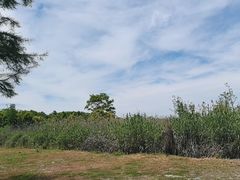 -广富林郊野公园