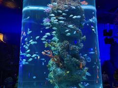 -芜湖新华联大白鲸海洋公园