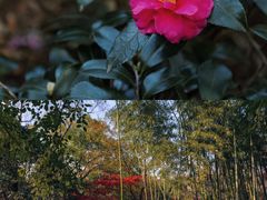 -秋霞圃
