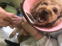 -米苏动物医院·犬猫专科·骨科外科内窥镜