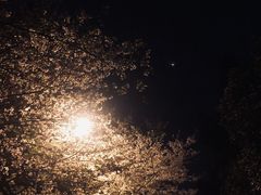 -武汉大学-樱园