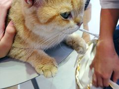 -Heymao猫咖.咖啡厅(东门店)