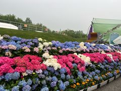 -荷兰花海