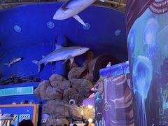 -烟台海昌鲸鲨海洋公园