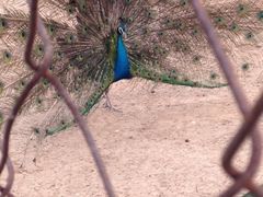 iphone_upload_pic-祥源·阜阳生态乐园