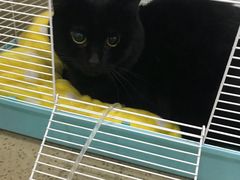 -伟伟宠物医院·CT影像中心·瑞派犬猫综合性门诊(汉口总院)