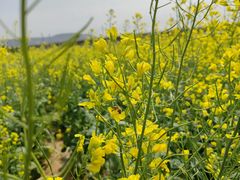 -光明小镇欢乐田园