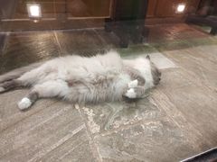 -猫咪博物馆(顶澳仔猫街店)