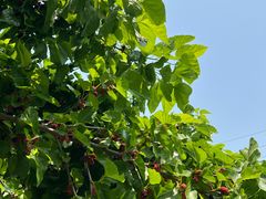 -丝绸小镇荻港古村