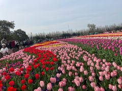 -荷兰花海