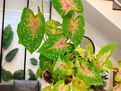 -森野花艺培训·企业团建活动沙龙