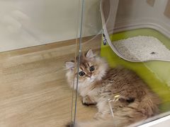 -青奢宠物·青奢猫舍