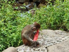 -姑婆山旅游区