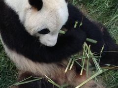 -原山国家森林公园