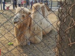 -长白岛森林公园