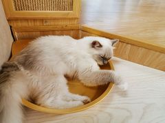 -猫和宫(六道口店)