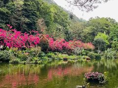-深圳仙湖植物园
