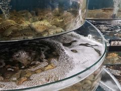 水产区-蓝珊甄选海鲜自助·火锅大排档(近阿那亚店)
