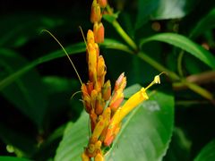 -中国科学院西双版纳热带植物园