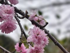 -天适樱花悠乐园