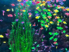-沙沙哗啦海洋馆(华宇百花谷店)