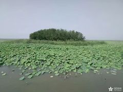 -微山湖红荷湿地景区