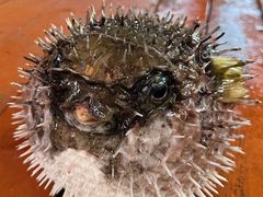 -蓝湾碧波·老字号·疍家非遗海上餐厅