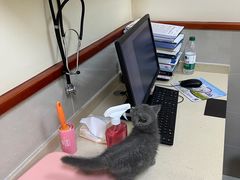 -艾贝尔宠物医院 ·内科全科(梁溪路店)
