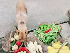 -樂桃源奉贤黄桃种植采摘基地