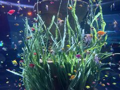 -富国岛珍珠游乐园