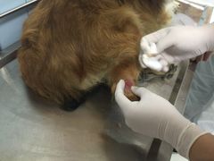 -中农大我爱我爱24h动物医院·中医针灸·猫专科·骨科医疗中心(双井店)