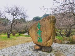 -香雪海