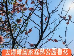 -上海海湾国家森林公园