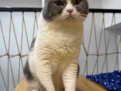 -柴迷FANS CLUB·柴犬狗咖·猫咖