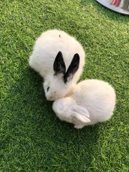 -萌宠亲子动物乐园(槐房万达店)