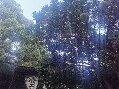 -普陀山雷迪森庄园
