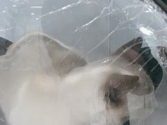 -纳吉亚猫专科动物诊疗中心(蒋宅口分院)