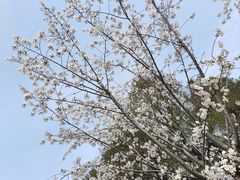 -顾村公园