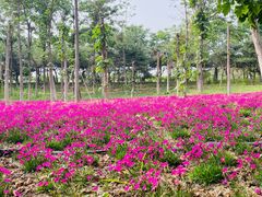 -大兴滨河森林公园