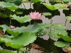 -荔湾湖公园