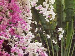 -深圳国际园林花卉博览园