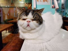 -猫小院猫主题餐厅(三里屯店)