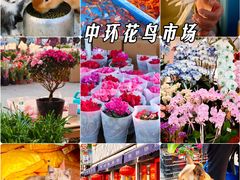 -中环花鸟鱼虫市场