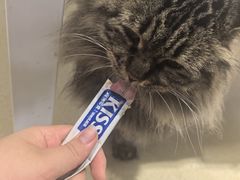 -藏猫猫咖啡主题馆(中央大道店)