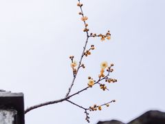 -叶县县衙博物馆景区