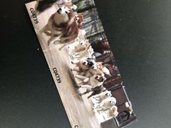 -TrueLove @ Neverland (Husky Cafe)