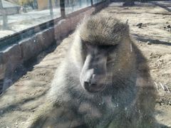 -新疆天山野生动物园