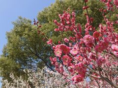 -梅花山(明孝陵内)